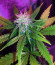 Unknown Kush fem (Delicious Seeds) семена конопли