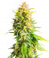 Катюша fem (Kalashnikov Seeds) семена конопли