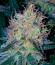 Peach Cake by Cookies fem (Silent Seeds) семена конопли