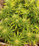Sour Strawberry fem (Barney's Farm) семена конопли
