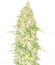 Watermelon Zkittlez Auto fem семена конопли