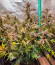 Gorilla Punch Auto fem (FastBuds) семена конопли