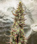 HulkBerry Automatic fem (RQS) семена конопли