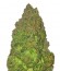 Fruit Punch Auto fem семена конопли