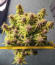 Gorilla Glue Auto fem семена конопли