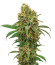 I'm Alive fem (AlphaFem Seeds) семена конопли