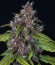 Purple Lemonade Auto fem (FastBuds) семена конопли
