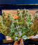 Also Know 47 Autoflower fem (Seedkeepers) семена конопли