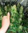 Auto Zkittlez fem (Advanced Seeds) семена конопли