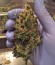 Blackberry auto fem (FastBuds) семена конопли