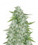 CBD Auto 20:1 fem (FastBuds) семена конопли