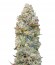 Chocolate Skunk fem (00 Seeds) семена конопли