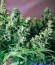 Lowryder 2 auto fem сорт каннабиса 