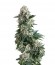 New York City fem (Pyramid Seeds) семена конопли