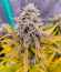 Amnesia Zkittlez Auto fem (FastBuds) семена конопли