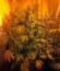 Colombian Gold fem (World of Seeds) семена конопли