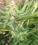 Kabul Express fem (Kalashnikov Seeds) семена конопли