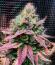 LFG fem (Barney's Farm) семена конопли