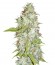 Afghan Kush X Skunk fem (World of Seeds) семена конопли