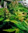 Blue Mystic Automatic (Blueberry Auto) fem (Nirvana Seeds) семена конопли