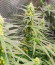 Blue Sunset Sherbert fem семена конопли