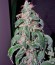 Cookies Kush fem семена конопли