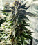Girl Scout Cookies fem семена конопли
