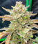 Banana Guava Auto RF3 fem (FastBuds) семена конопли