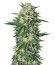 Dr. Greenthumb’s Em-Dog by B-Real fem семена конопли