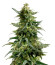 Gary Payton fem (Barney's Farm) семена конопли