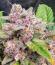 Banana Guava Auto RF3 fem (FastBuds) семена конопли