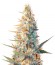 Outdoor Grapefruit fem (Female Seeds) семена конопли