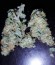AK-49 Auto Fem (Vision Seeds) семена конопли