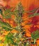 Critical Jack fem (Dinafem Seeds) семена конопли