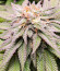 Dozy Cookies fem (AlphaFem Seeds) семена конопли