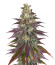 Lemon Mandarin fem (FastBuds) семена конопли