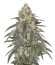 Nutter Budder fem (Humboldt Seed Company) семена конопли