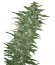 Rishi Kush reg семена конопли