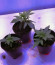 Critical Neville Haze 2.0 fem (Delicious Seeds) семена конопли
