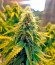Shark fem (Pyramid Seeds) семена конопли