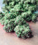 Gorilla Glue # 4 fem ( Cali Buds Seeds) семена конопли