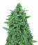 OG Kush Auto fem (Dr. Krippling Seeds) семена конопли