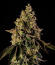 Peach Cake by Cookies fem (Silent Seeds) семена конопли