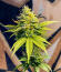 La Calma Autoflower fem (Easy Grow Seeds) семена конопли