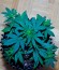 Auto Night Queen fem (Dutch Passion) семена конопли