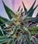 Dos-Si-Dos Cookies Autoflower семена конопли