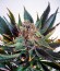 Sensi Star fem (Paradise Seeds) семена конопли