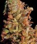 Afgooey fem (Strain Hunters) семена конопли
