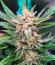 Banana Guava Auto RF3 fem (FastBuds) семена конопли