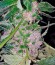Mendocino Purple Kush fem семена конопли